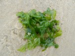 sea lettuce