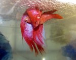 Betta_spawning
